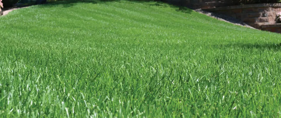 A healthy, green, fertilized lawn in Charlotte, NC.