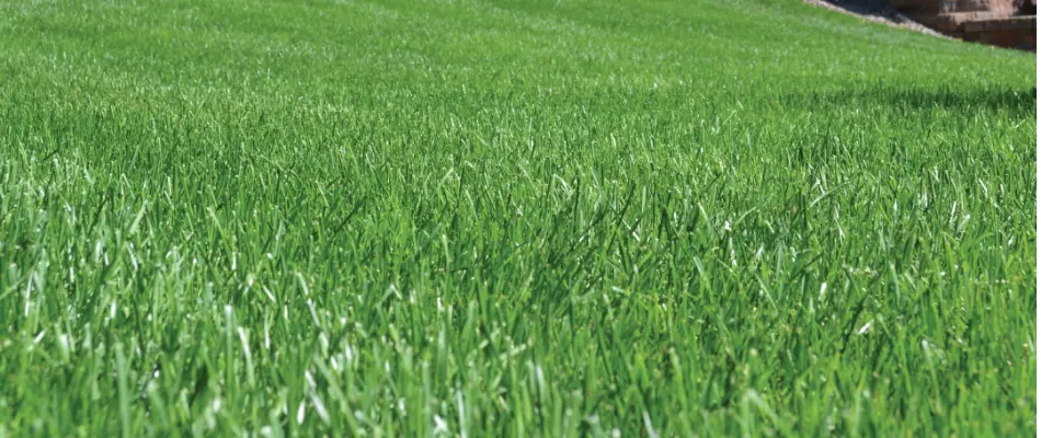 Healthy, green grass in Charlotte, NC.