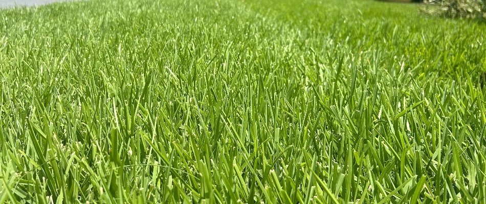 Healthy turf at a home in Charlotte, NC.