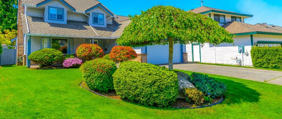 Healthy and vibrant trees and shrubs on a property in Charlotte, NC.