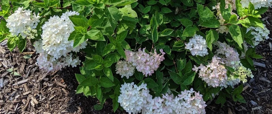 Hydrangea bush in Indian Trail, NC, with white blooms.