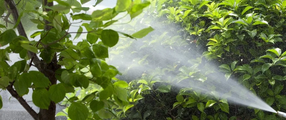 A treatment being sprayed on the foliage of a shrub in Charlotte, NC.