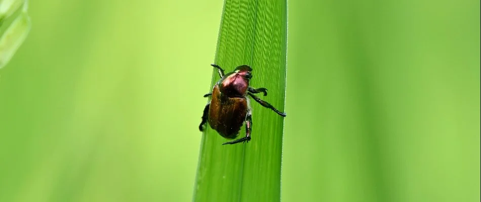 A Japanese beetle on a blade of grass in Charlotte, NC.