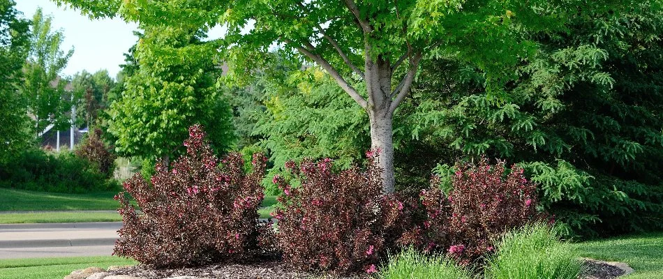 Small landscape bed with tree and shrubs in Davidson, NC.