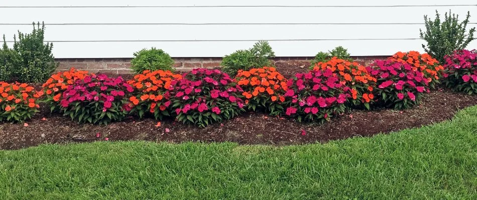 Landscape bed with colorful flowers in Ballantyne, NC.