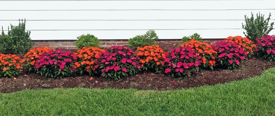 Annual flowers with mulch in Davidson, NC.