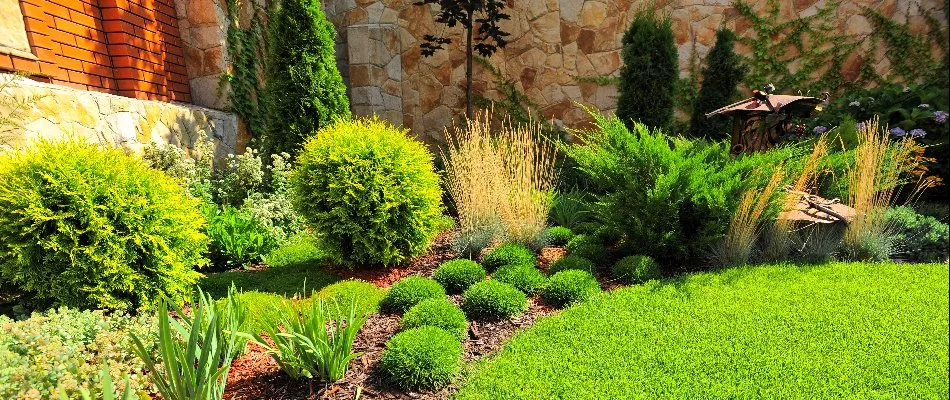 Shrubbery and other perennials in a landscape bed located in Charlotte, NC.