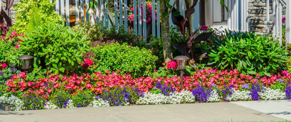 A weed-free landscape bed in Charlotte, NC, with various colorful flowers.