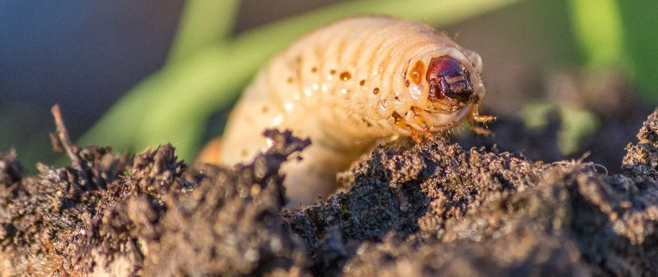 Large grub sticking out of the soil in Charlotte, NC.