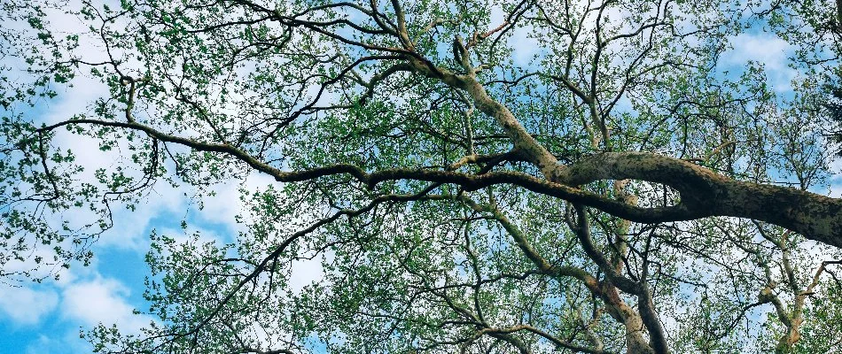 Large oak tree with sprawling limbs in Charlotte, NC.