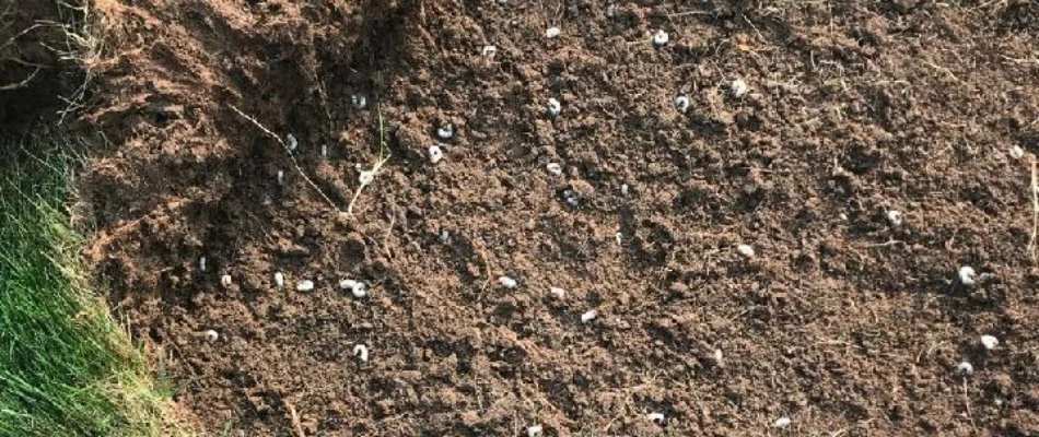 Damage caused by grubs in the lawn soil exposed in Charlotte, NC.