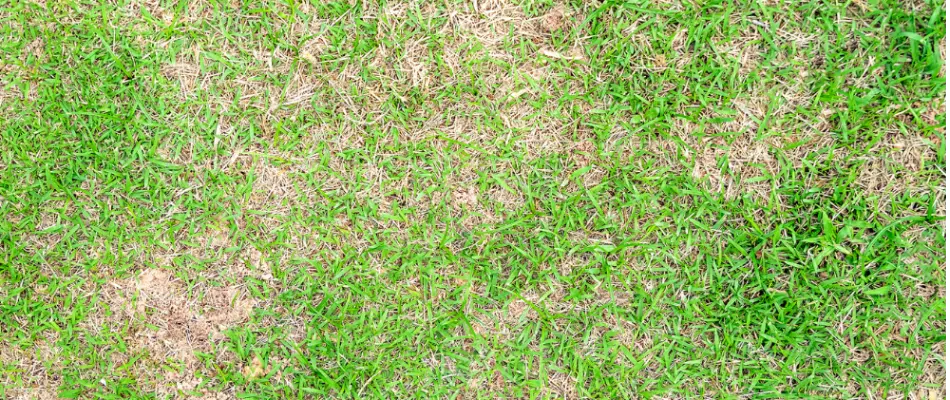 A lawn in Charlotte, NC, with brown patches from a disease.