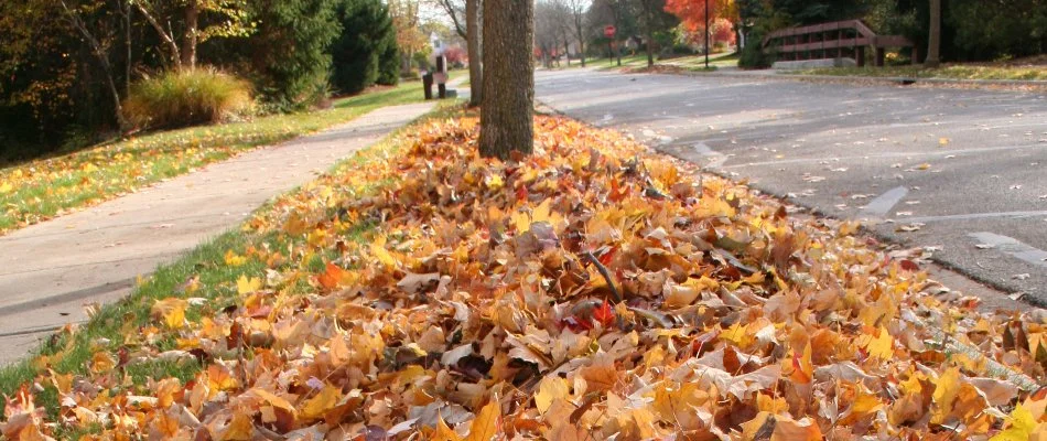 Leaves covering grass by a tree in Charlotte, NC.