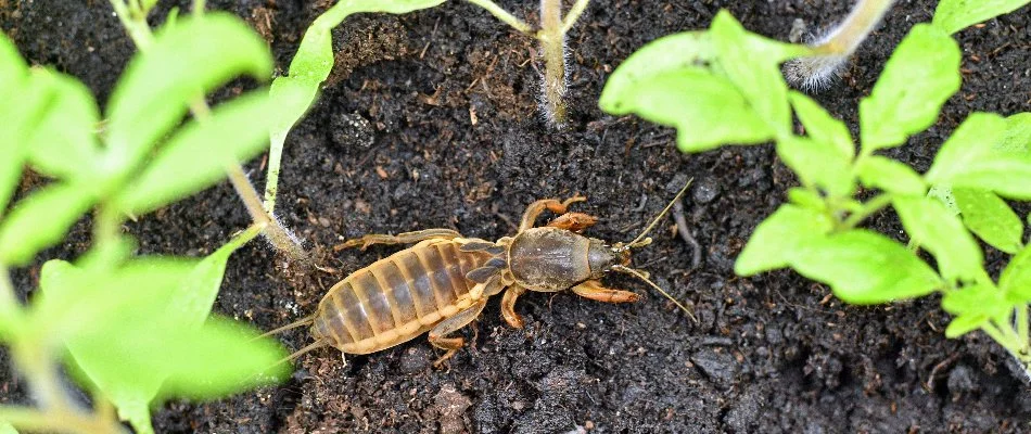 A mole cricket in Charlotte, NC, on soil under green plants.