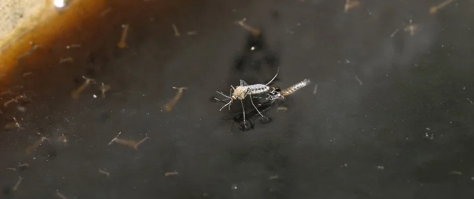 Mosquito and nymphs in standing water on a property in Davidson, NC.