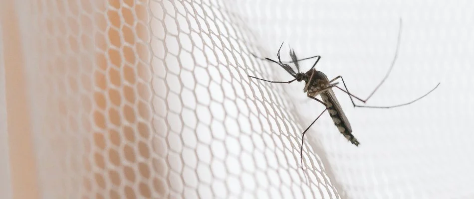 Mosquito on white netting in North Mecklenburg, NC.