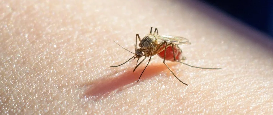 A mosquito on a person in Mooresville, NC.