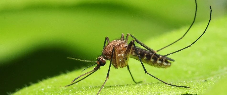 Mosquito resting on a green plant leaf in Charlotte, NC.