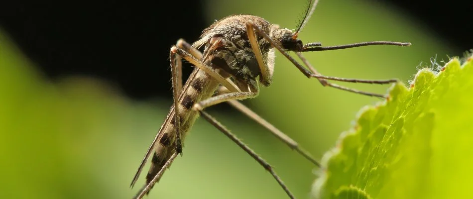 Mosquito standing on a green leaf in Ballantyne, NC.