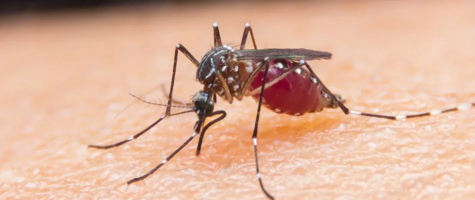 Mosquito in Cornelius, NC, piercing human skin.