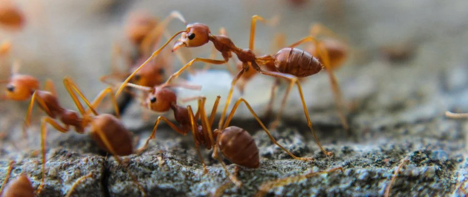 Multiple red fire ants on soil in Charlotte, NC.