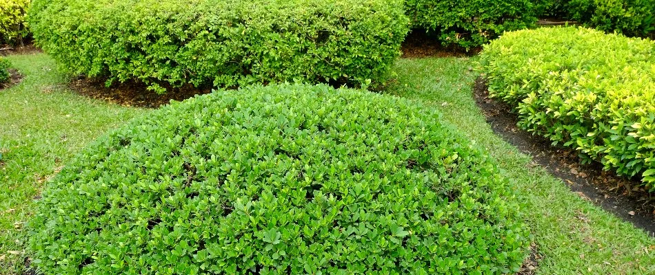 Shrubs on a property in Mooresville, NC, that are neat and well-maintained.