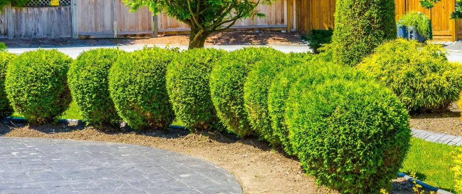 Shrubs lined up in a row in Ballantyne, NC.