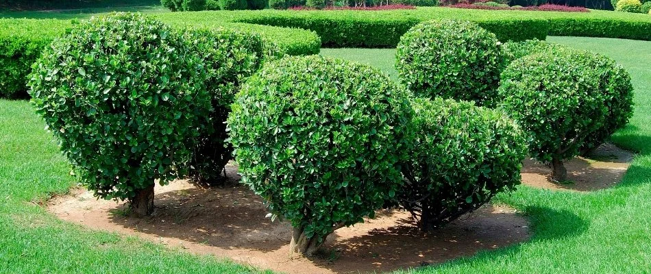 Neatly trimmed shrubs on a lawn in Kannapolis, NC.