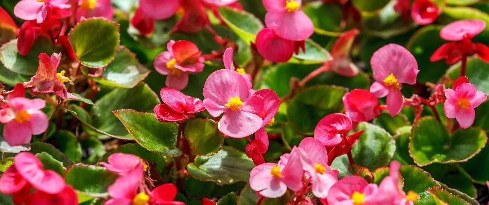 Begonias on a property in Charlotte, NC.