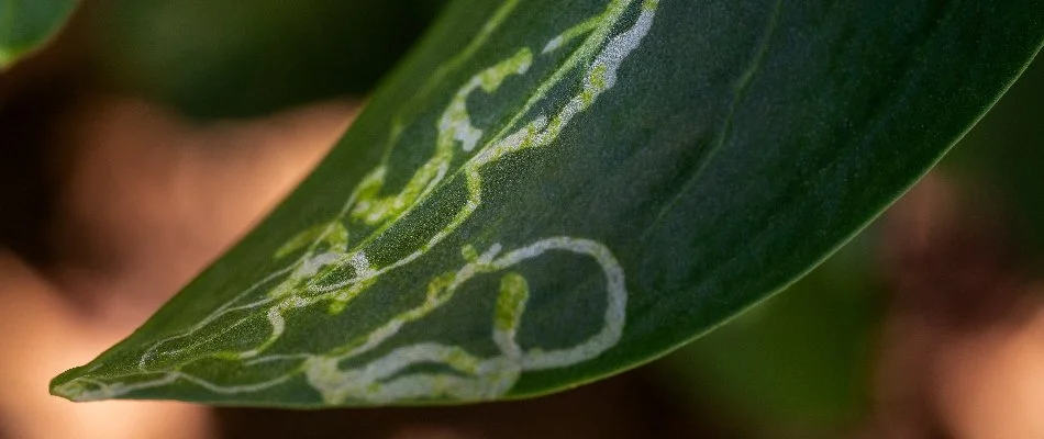 Plant leaf in Charlotte, NC, damaged by leaf miner insects.