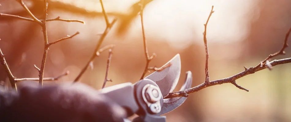 Pruning shears cutting a bare tree branch in Charlotte, NC.