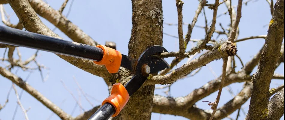 Pruning shears cutting a tree branch in Charlotte, NC.