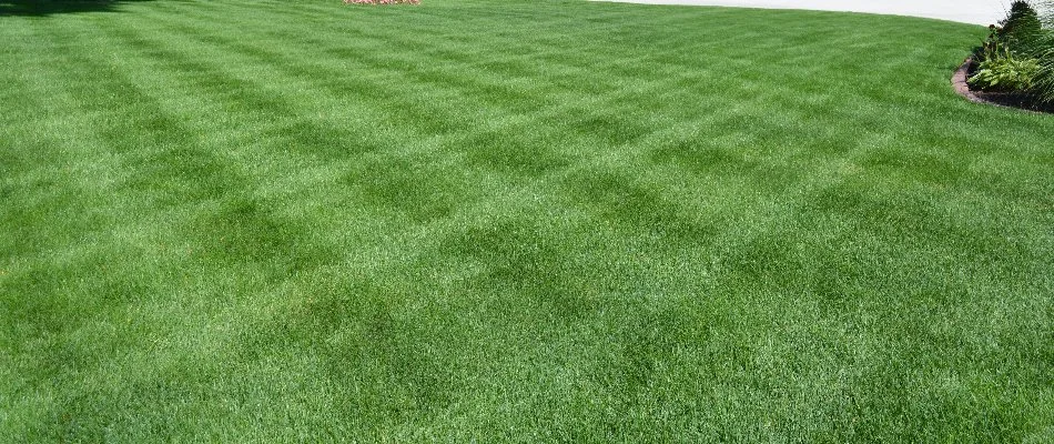 A recently mowed lawn in Charlotte, NC, with a checkered mowing pattern.