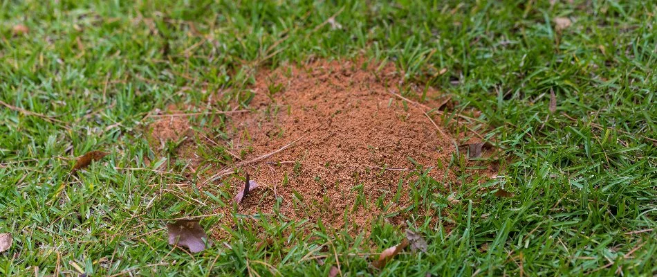 Fire ant mound on a lawn in Charlotte, NC.