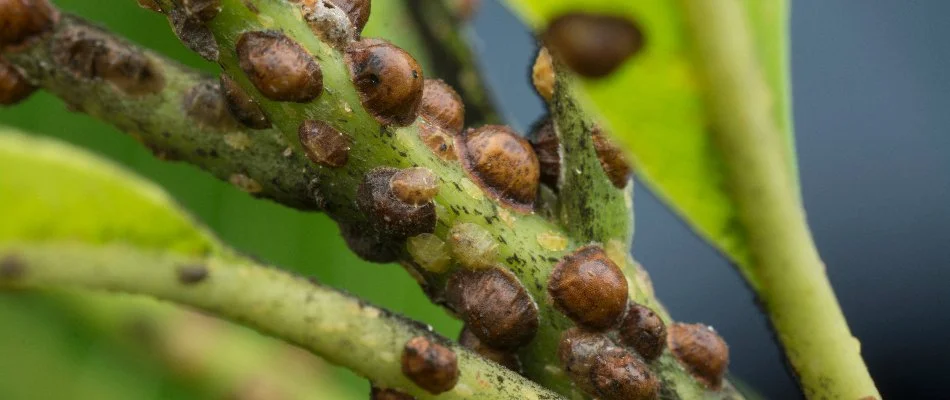 Scale bugs in Charlotte, NC, on a tree stem.