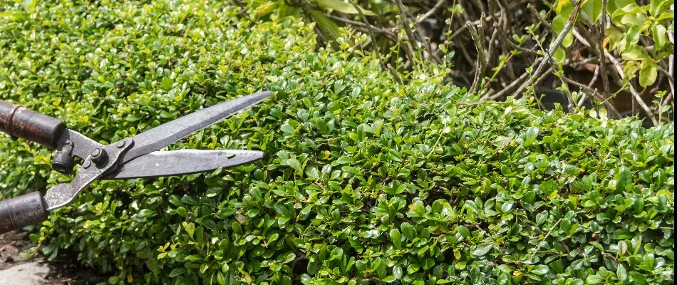 A shrub being trimmed in Charlotte, NC.