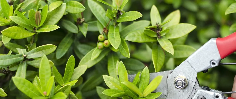 A shrub being pruned on a property in Charlotte, NC.