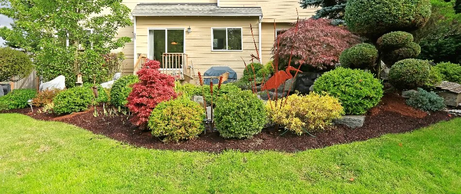 Shrubs in a mulched landscape bed in Cornelius, NC.