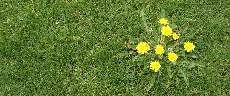 A single dandelion in Charlotte, NC, on a lawn.