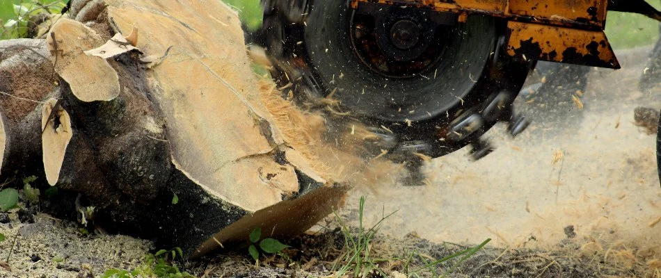 A machine grinding a stump down in Charlotte, NC.