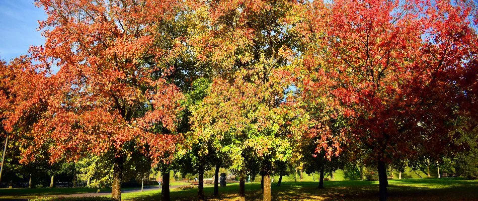 Three sweetgum trees on a property in Mint Hill, NC.