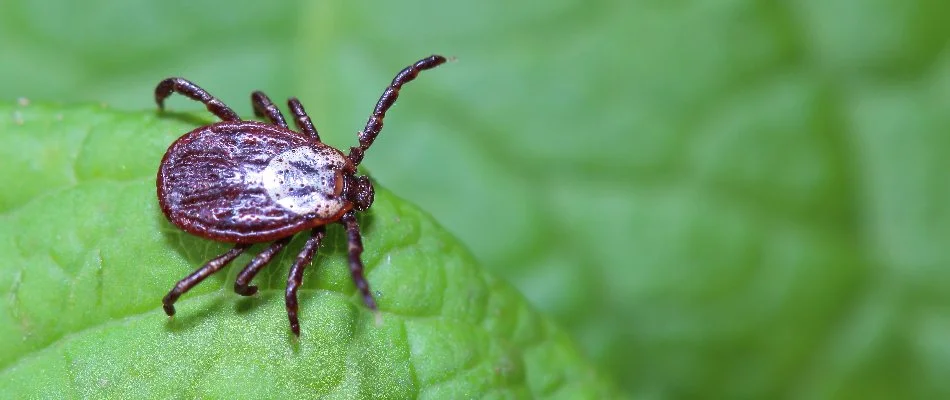 Tick on a green leaf in Charlotte, NC.