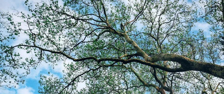 Bough of large tree in Charlotte, NC.