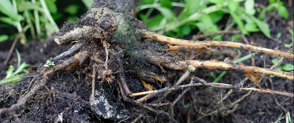 Roots of a tree in Charlotte, NC, with root rot.