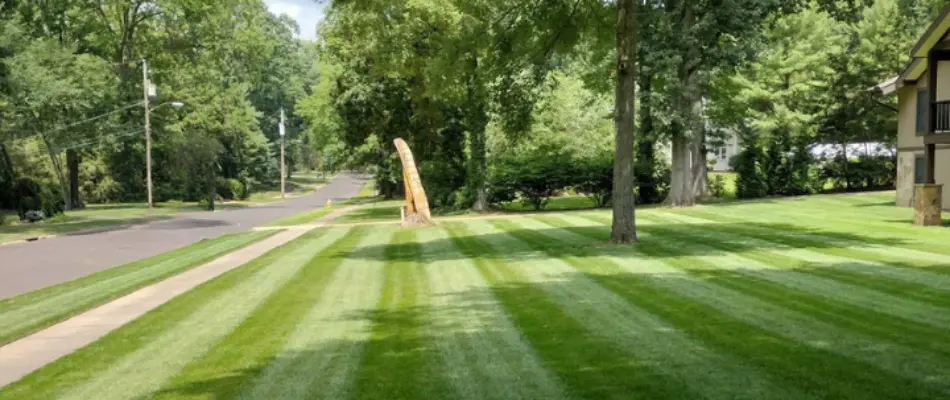 Trees on a green lawn in Cornelius, NC, with a mowing pattern.