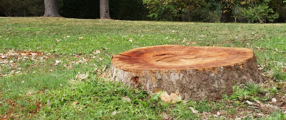 A property in Charlotte, NC, with a tree removed.