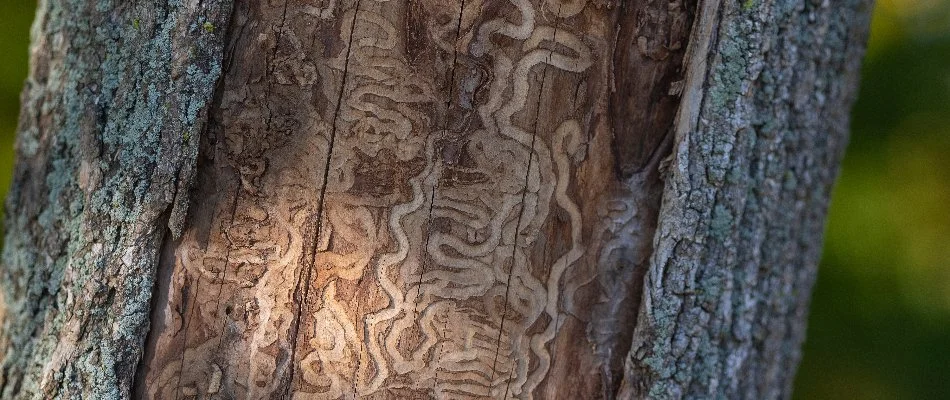 Tree trunk in Charlotte, NC, with borer damage.