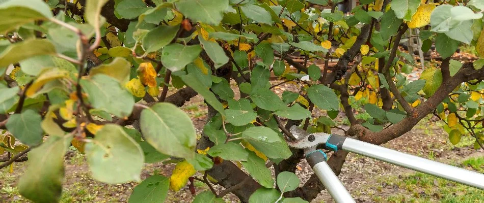 A tree with fruit being pruned in Charlotte, NC.