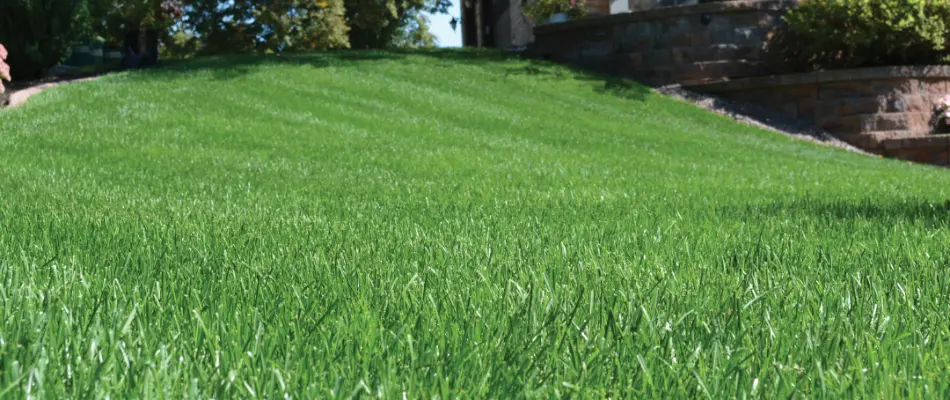 A healthy, vibrant green lawn on a property in Mint Hill, NC.