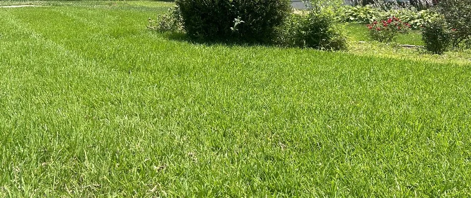 Vibrant, healthy grass in the sunlight in Kannapolis, NC.